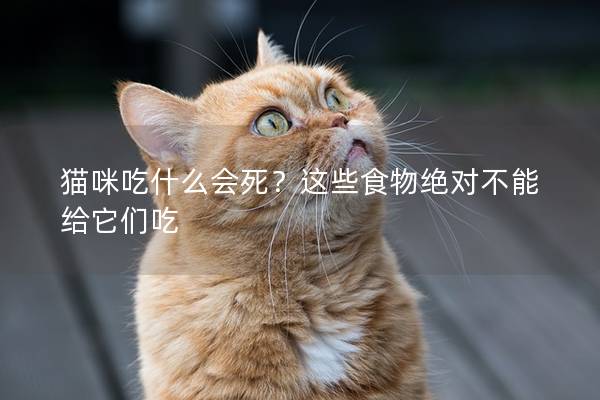 貓咪吃什么會死？這些食物絕對不能給它們吃
