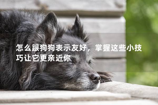 怎么跟狗狗表示友好，掌握這些小技巧讓它更親近你