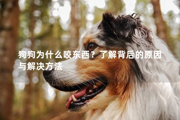 狗狗為什么咬東西？了解背后的原因與解決方法
