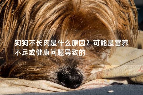 狗狗不長(zhǎng)肉是什么原因？可能是營(yíng)養(yǎng)不足或健康問(wèn)題導(dǎo)致的