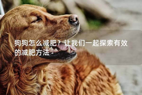 狗狗怎么減肥?讓我們一起探索有效的減肥方法 狗狗怎么減肥?讓我們一起探索有效的減肥方法