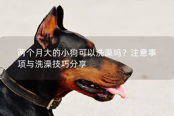 兩個月大的小狗可以洗澡嗎?注意事項與洗澡技巧分享 兩個月大的小狗可以洗澡嗎?注意事項與洗澡技巧分享