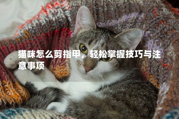 貓咪怎么剪指甲，輕松掌握技巧與注意事項