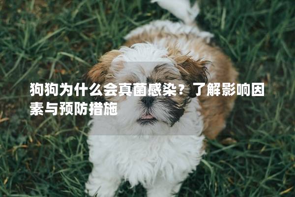 狗狗為什么會(huì)真菌感染？了解影響因素與預(yù)防措施