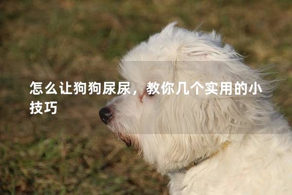 怎么讓狗狗尿尿，教你幾個(gè)實(shí)用的小技巧