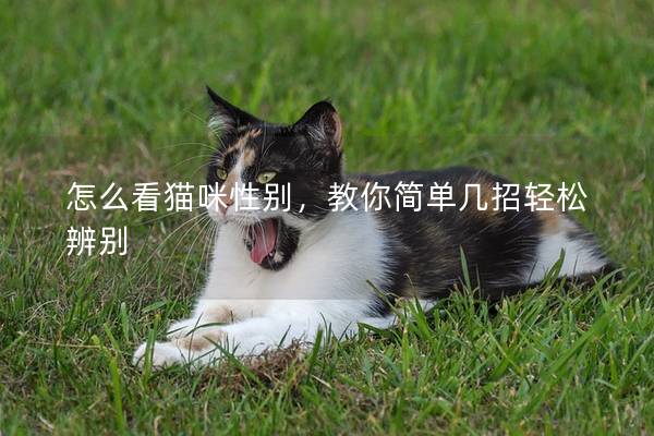 怎么看貓咪性別，教你簡單幾招輕松辨別