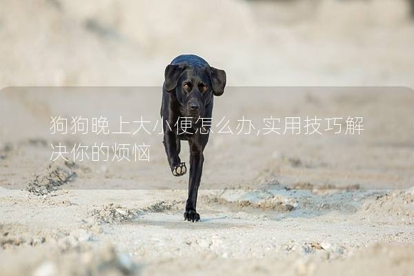 狗狗晚上大小便怎么辦,實用技巧解決你的煩惱