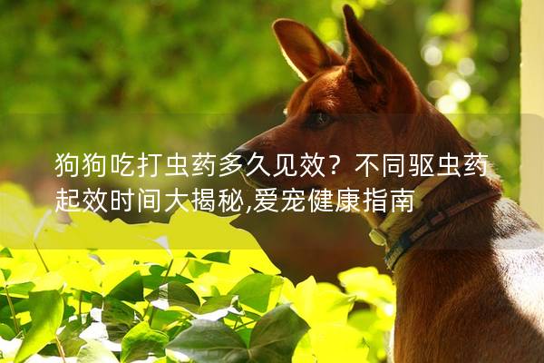 狗狗吃打蟲藥多久見效？不同驅蟲藥起效時間大揭秘,愛寵健康指南