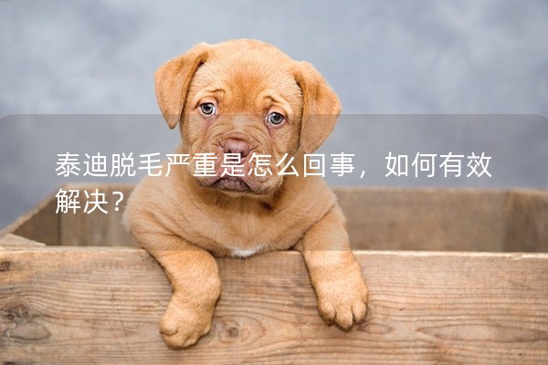 泰迪脫毛嚴重是怎么回事，如何有效解決？