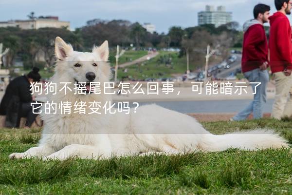 狗狗不搖尾巴怎么回事，可能暗示了它的情緒變化嗎？