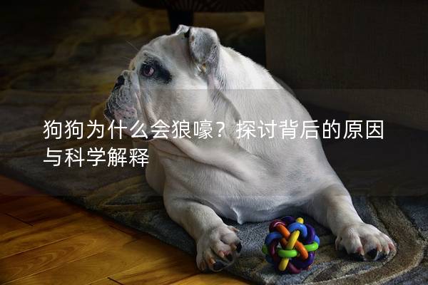 狗狗為什么會(huì)狼嚎？探討背后的原因與科學(xué)解釋