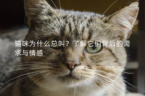 貓咪為什么總叫？了解它們背后的需求與情感