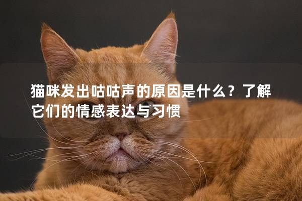 貓咪發出咕咕聲的原因是什么？了解它們的情感表達與習慣