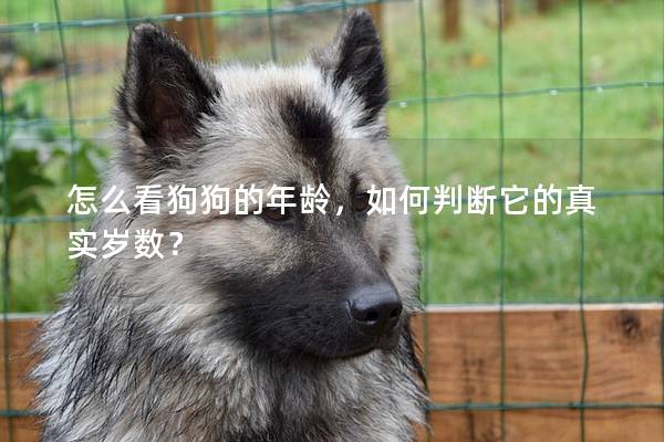 怎么看狗狗的年齡，如何判斷它的真實(shí)歲數(shù)？