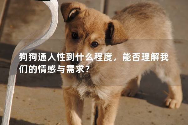 狗狗通人性到什么程度，能否理解我們的情感與需求？
