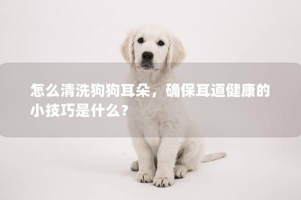 怎么清洗狗狗耳朵，確保耳道健康的小技巧是什么？