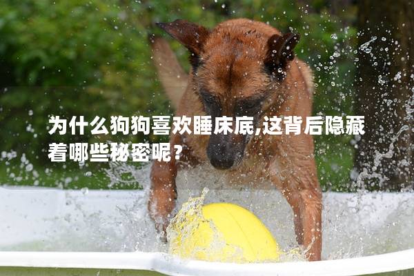 為什么狗狗喜歡睡床底,這背后隱藏著哪些秘密呢？