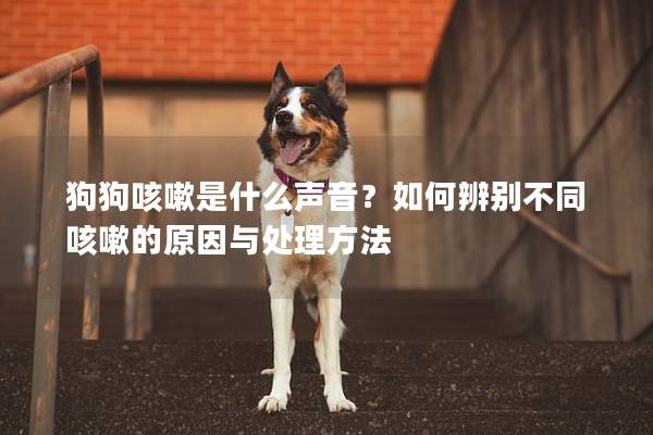 狗狗咳嗽是什么聲音？如何辨別不同咳嗽的原因與處理方法