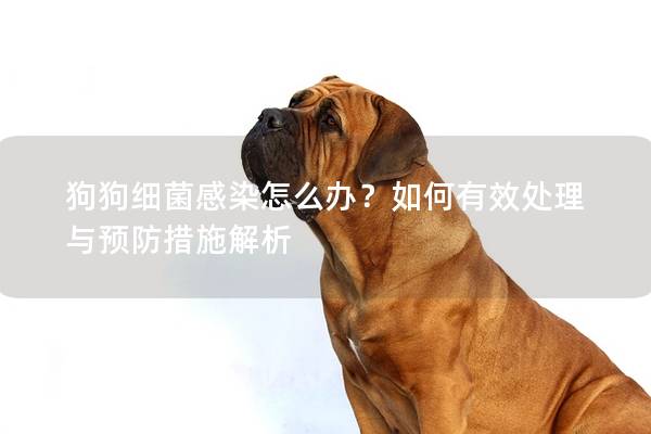 狗狗細菌感染怎么辦？如何有效處理與預防措施解析