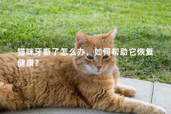 貓咪牙斷了怎么辦，如何幫助它恢復(fù)健康？