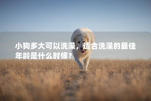 小狗多大可以洗澡,適合洗澡的最佳年齡是什么時候? 小狗多大可以洗澡,適合洗澡的最佳年齡是什么時候?