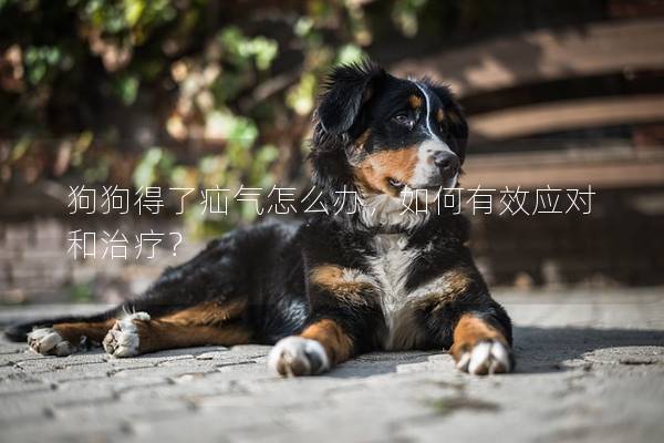 狗狗得了疝氣怎么辦，如何有效應對和治療？