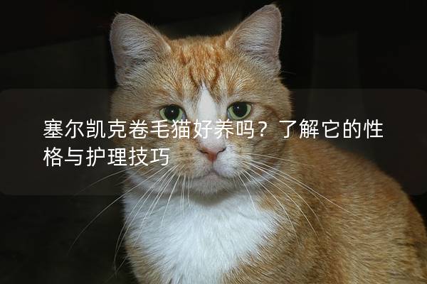 塞爾凱克卷毛貓好養(yǎng)嗎?了解它的性格與護理技巧 塞爾凱克卷毛貓好養(yǎng)嗎?了解它的性格與護理技巧