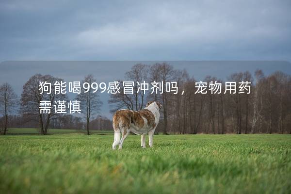 狗能喝999感冒沖劑嗎,寵物用藥需謹慎 狗能喝999感冒沖劑嗎,寵物用藥需謹慎