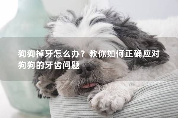 狗狗掉牙怎么辦？教你如何正確應對狗狗的牙齒問題