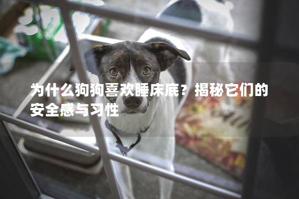 為什么狗狗喜歡睡床底？揭秘它們的安全感與習(xí)性