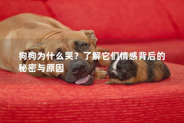 狗狗為什么哭？了解它們情感背后的秘密與原因