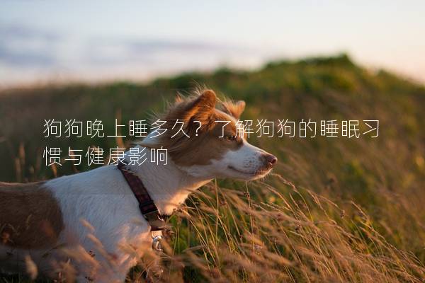 狗狗晚上睡多久？了解狗狗的睡眠習慣與健康影響