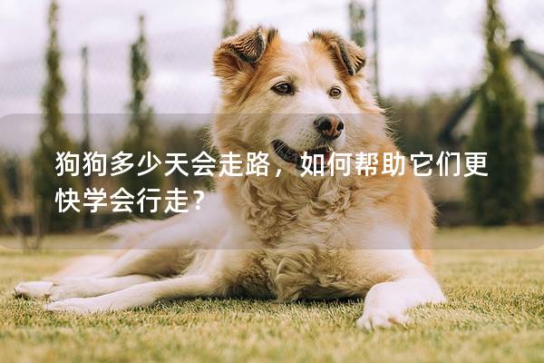 狗狗多少天會走路，如何幫助它們更快學會行走？