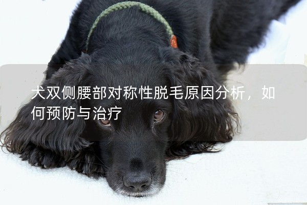 犬雙側腰部對稱性脫毛原因分析,如何預防與治療 犬雙側腰部對稱性脫毛原因分析,如何預防與治療
