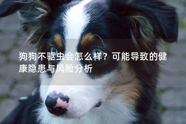 狗狗不驅蟲會怎么樣？可能導致的健康隱患與風險分析