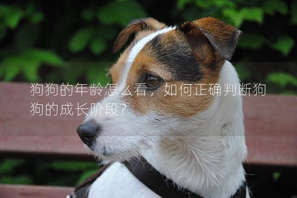 狗狗的年齡怎么看，如何正確判斷狗狗的成長階段？