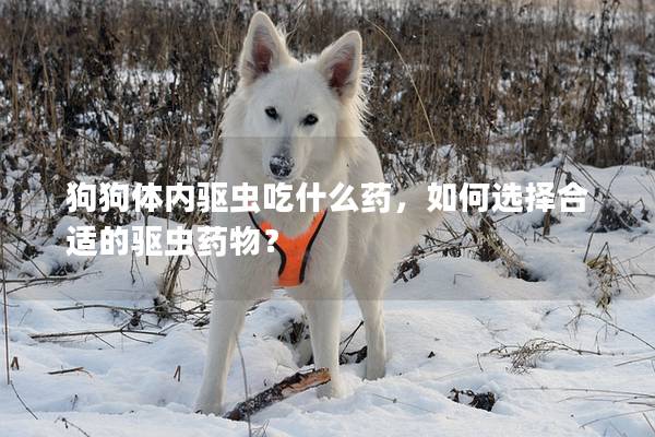 狗狗體內(nèi)驅(qū)蟲(chóng)吃什么藥，如何選擇合適的驅(qū)蟲(chóng)藥物？