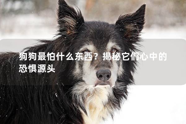 狗狗最怕什么東西？揭秘它們心中的恐懼源頭