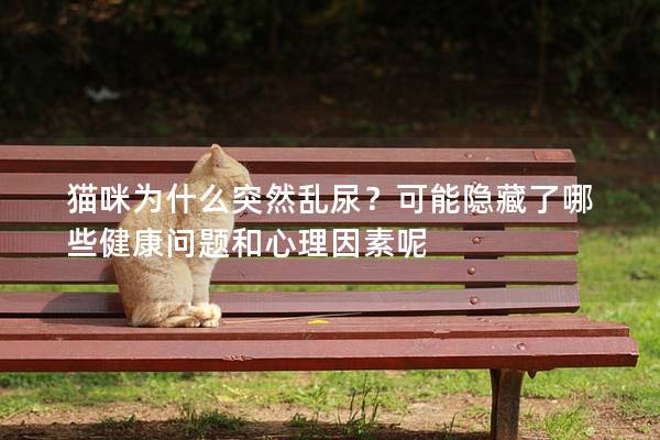 貓咪為什么突然亂尿？可能隱藏了哪些健康問題和心理因素呢