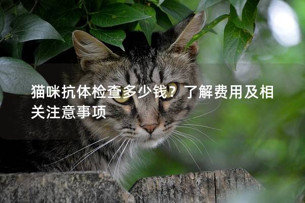 貓咪抗體檢查多少錢？了解費用及相關注意事項