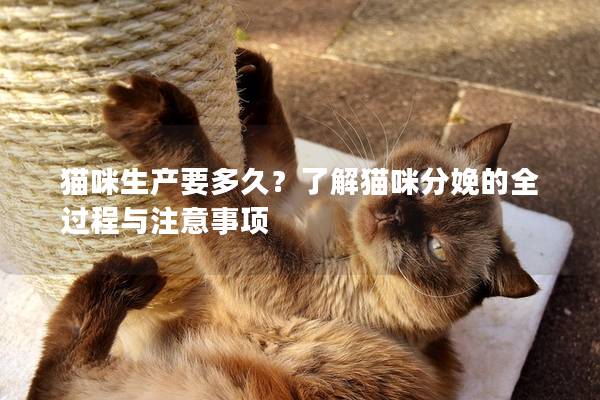 貓咪生產要多久？了解貓咪分娩的全過程與注意事項