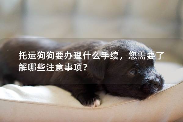 托運(yùn)狗狗要辦理什么手續(xù)，您需要了解哪些注意事項(xiàng)？
