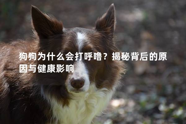 狗狗為什么會(huì)打呼嚕？揭秘背后的原因與健康影響