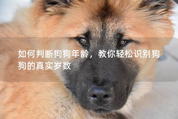 如何判斷狗狗年齡，教你輕松識別狗狗的真實歲數