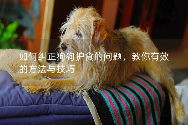 如何糾正狗狗護食的問題，教你有效的方法與技巧