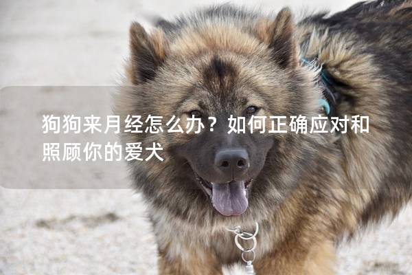 狗狗來月經(jīng)怎么辦？如何正確應(yīng)對和照顧你的愛犬
