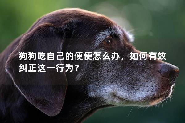 狗狗吃自己的便便怎么辦，如何有效糾正這一行為？