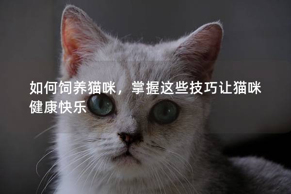 如何飼養(yǎng)貓咪，掌握這些技巧讓貓咪健康快樂