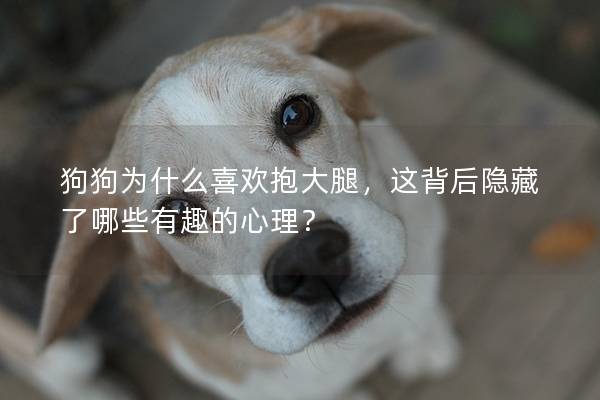 狗狗為什么喜歡抱大腿，這背后隱藏了哪些有趣的心理？