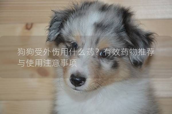 狗狗受外傷用什么藥？有效藥物推薦與使用注意事項(xiàng)